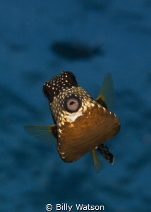 Kiss Please -- Smooth Trunkfish by Billy Watson 